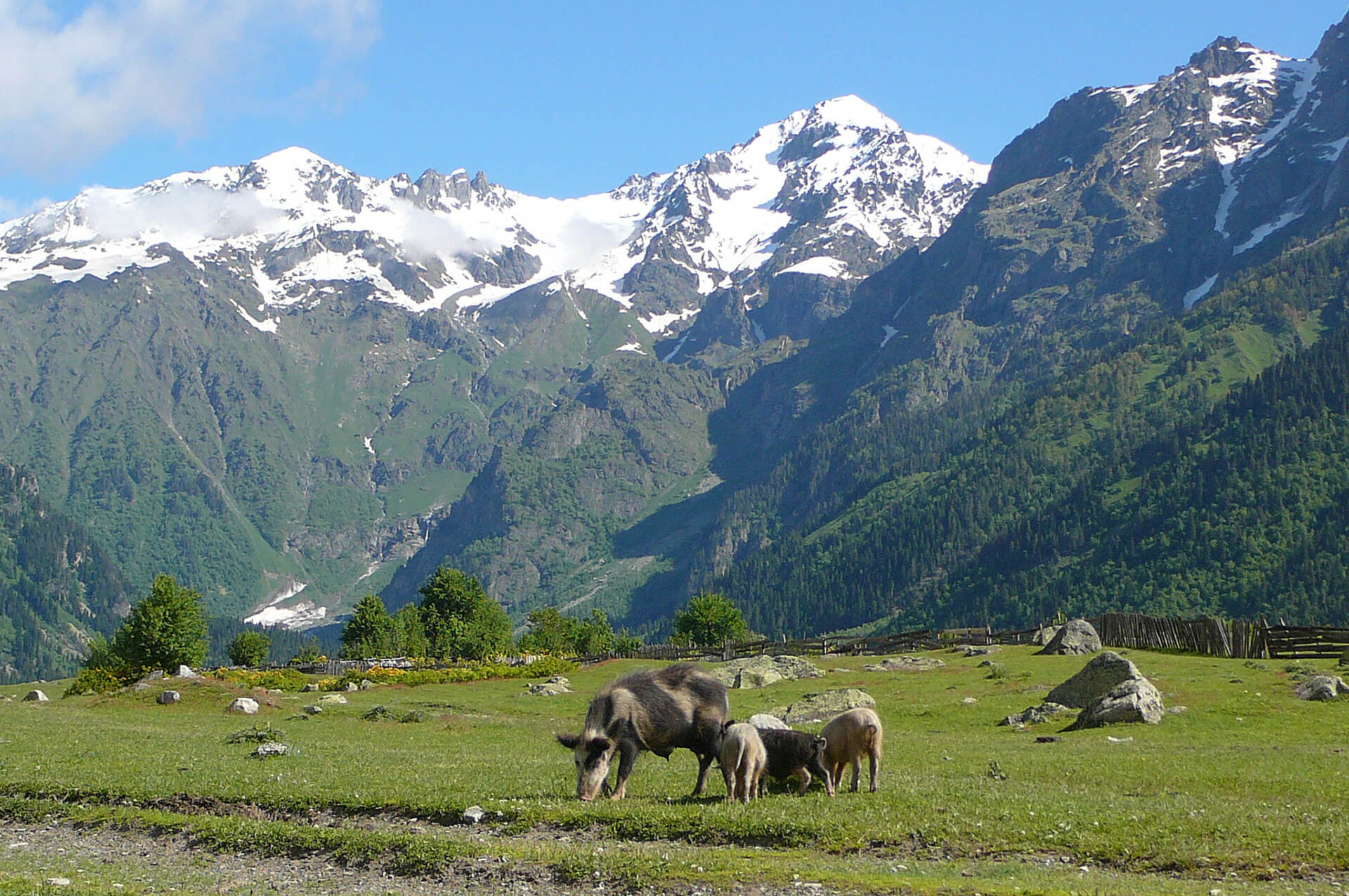 Georgië, deelnemer (sept 2019)